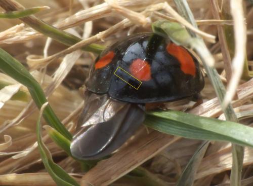 Harmonia axyridis